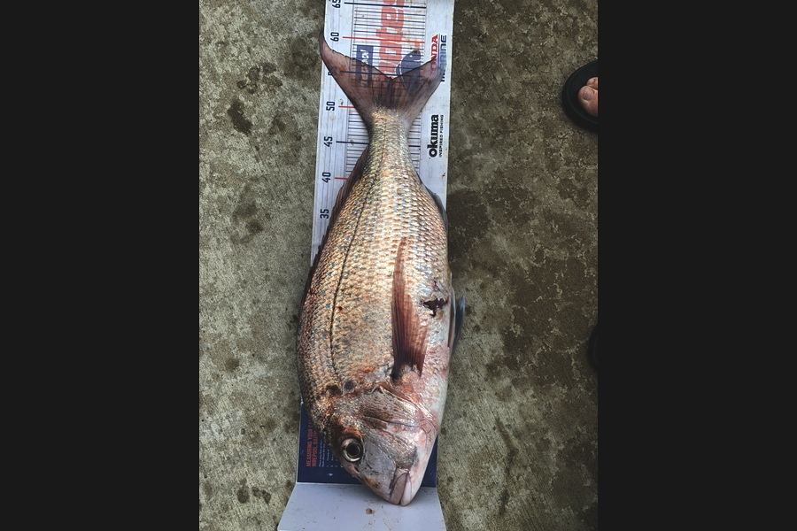 Mark Piskulic caught this 54.5cm Snapper at Northland during The Export NZ Fishing Competition